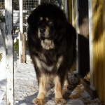 Chiva standing at dogshouseP1000405