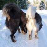 Viking and Polaris tails P1010166