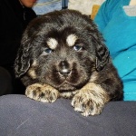 Ruffa