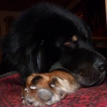 Viking 2 years old