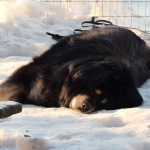 Chiva enjoying first sun in January 
