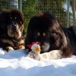 Ruffa Chiva and the hen