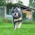 Aquila in running for fun