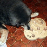 Asti doing tricks