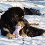 Ruffa chewing her toy P1170154
