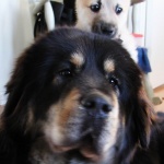 A new friend - Masi the Norwegian Bu-hund. Annoying but cute 