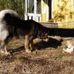 Masi visits Sältet. Aquila checks him up