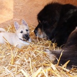 I can be your little TM puppy Ruffa! 