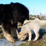 Ok! I will adopt you Masi! says Ruffa