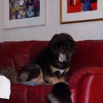 Aquila wants some peace and quiet 