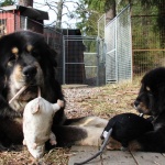 Ruffa shows Yoga how to kill a rat