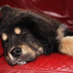 Tired after the rat game