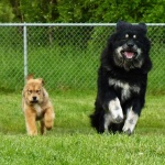 Disa runs with Helena (born at kennel Chenporewa)