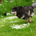 Aquila running like maniac P1220388