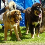 Dogshow P1230511