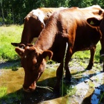 1 Disas cows P1240339