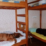 A cottage night for the puppies in Jämtland to go to dogshow 
