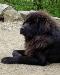Black Princess från Kennel Sundari är svart.