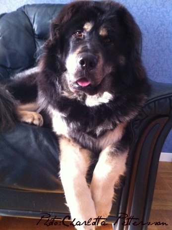 Bod Khyi Dom Iza 2 years and 10 months. Thanks Lotta for the picture!