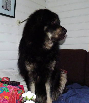 Simus 3 years 4 months old