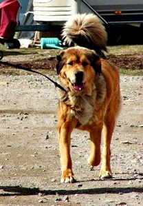 Disa in Piteå May 2014