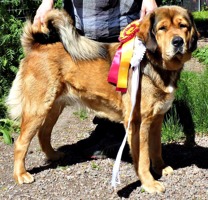 Disa showing her ribbons after Avesta 2014 06 14