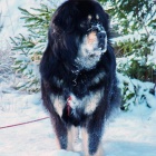 Ruffa on a snowy walk in January