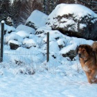 Disa enjoying a snow blast
