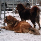 Disa and Simus guarding togehter