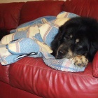 Simus warming up in sofa after the long walk
