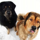 Simus and Disa 