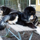 Aquila and Ruffa