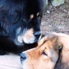 Ruffa gives Disa a kiss 