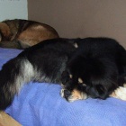 Disa and Ruffa in the spare.bed