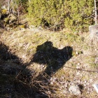 Shadow of Simus