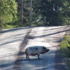 No wonder the dogs started to bark - a pig at our road. april 14