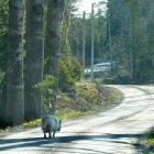By by Piggy april 14