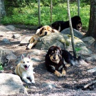 Four of them en end of May 