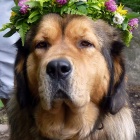 Disa Midsummer girl