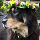 Yoga Midsummer girl