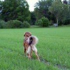 Disa in long lead looking over the fields