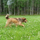 Disa in July