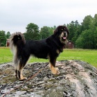 Ruffa in July