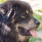 Simus P1470498