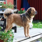 Disa on guard P1490001