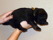 yellow 2 weeks old  P1500947