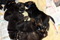 Bod Khyi Sierras Tsho 15 days old IMG_7726