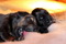 apricot and gold 15 days old IMG_7630