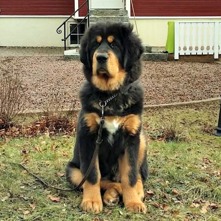 Kaluha 4 months old. Maria Wahlstedt took the picture.