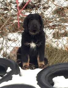 Bod Khyi Sierras Tsho Kieron 3 months old. Thanks Millie for the picture!